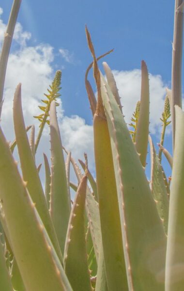 Cum vă vindecă Aloe Vera pielea