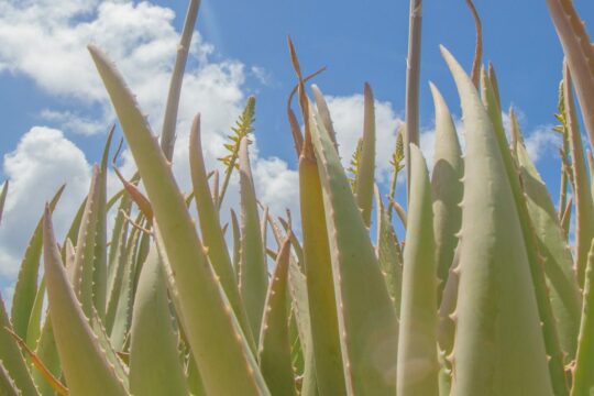 Cum vă vindecă Aloe Vera pielea